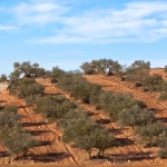 El olivar andaluz recibirá de Andalucía un paquete de medidas para impulsar su mejora y crecimiento