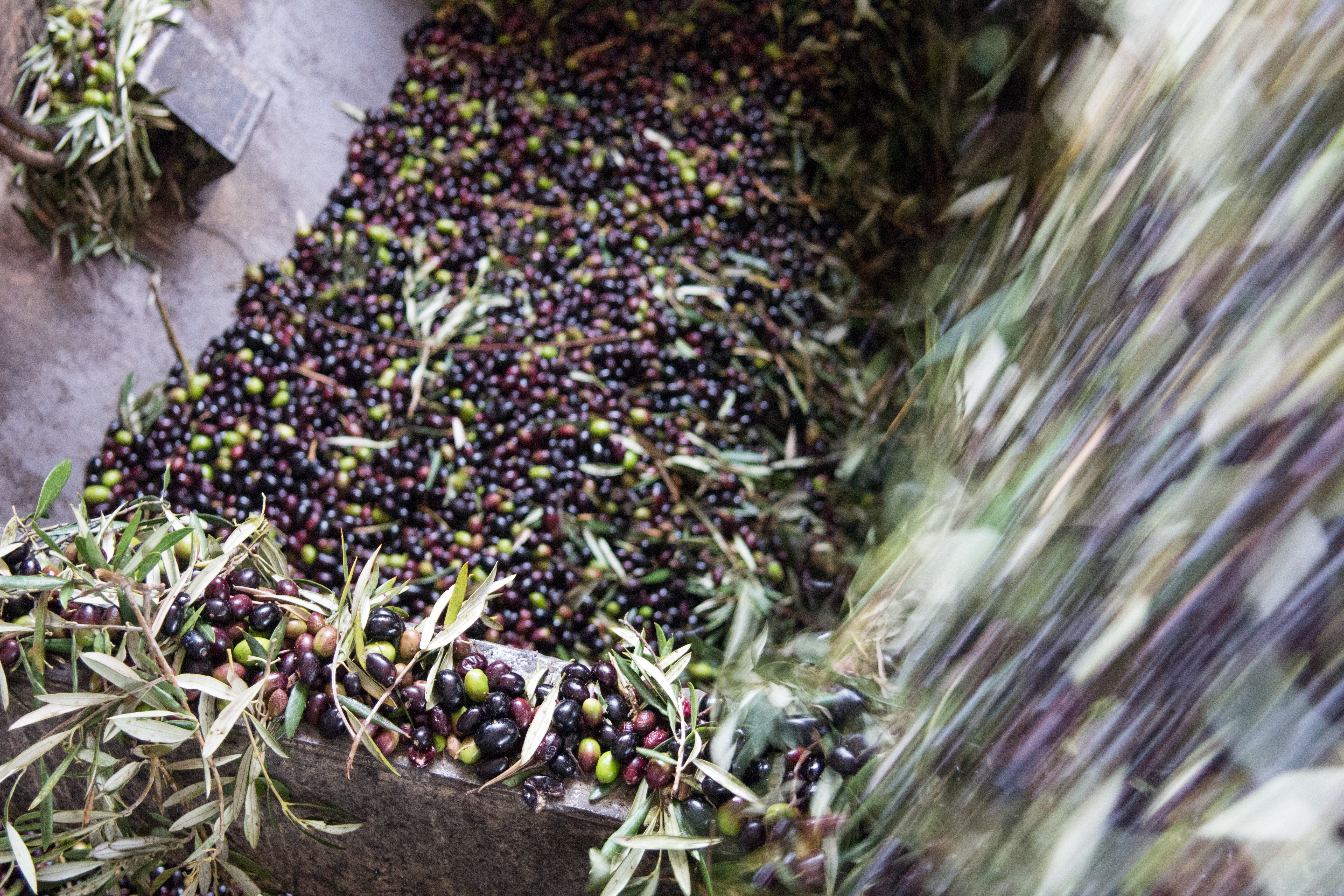 Nuestra filosofía, nuestro aceite de oliva Nuestra filosofía, nuestro aceite de oliva